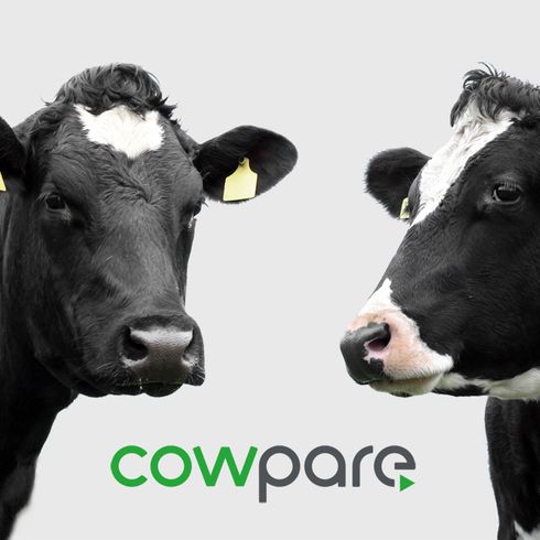 Logo und UI Design für Cowpare